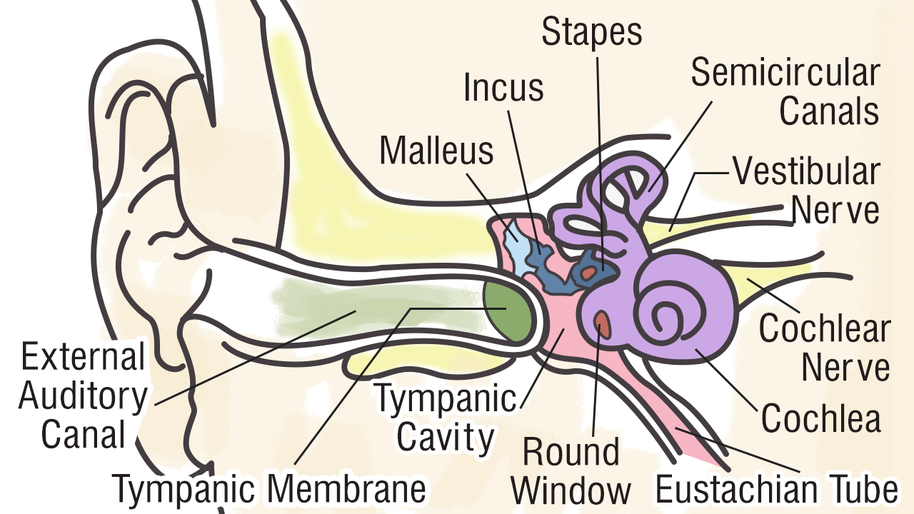 Diagram Of The Ear Structure And Functions Of The Ear Explicated With Diagrams
