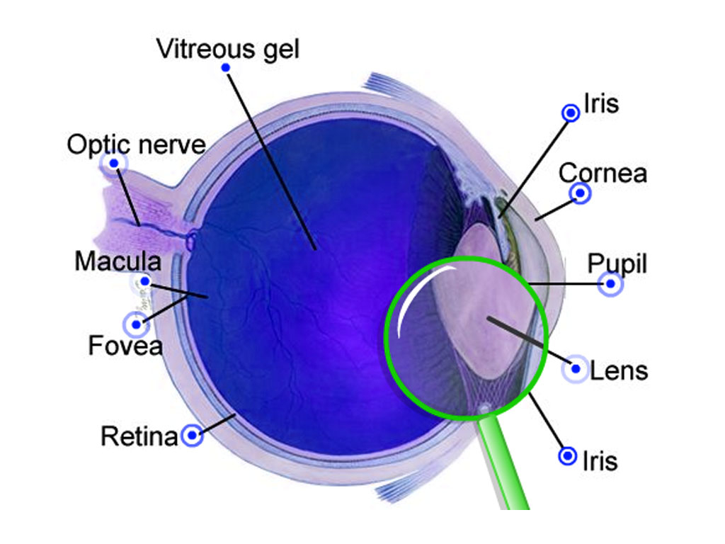Diagram Of The Eye Diagram Of The Eye Eyes About Eyes Types Of Eyes What Is Lasik