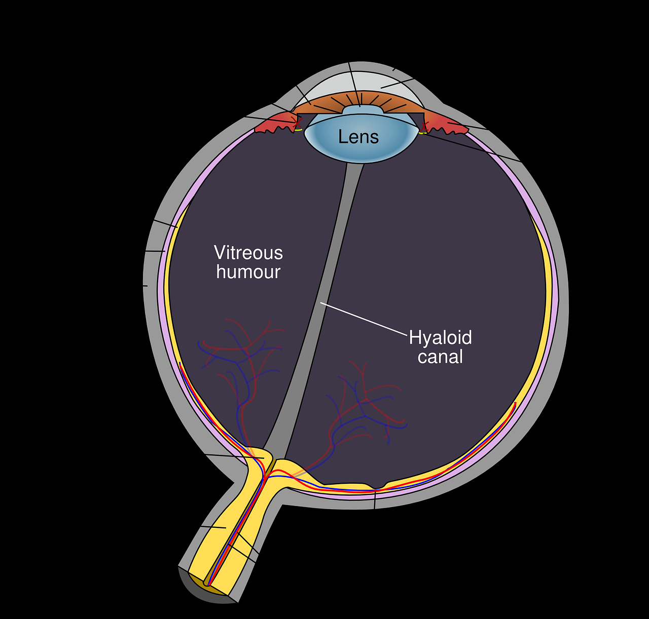 Diagram Of The Eye Eye Diagram Eyeball Body Pupil Png Picpng