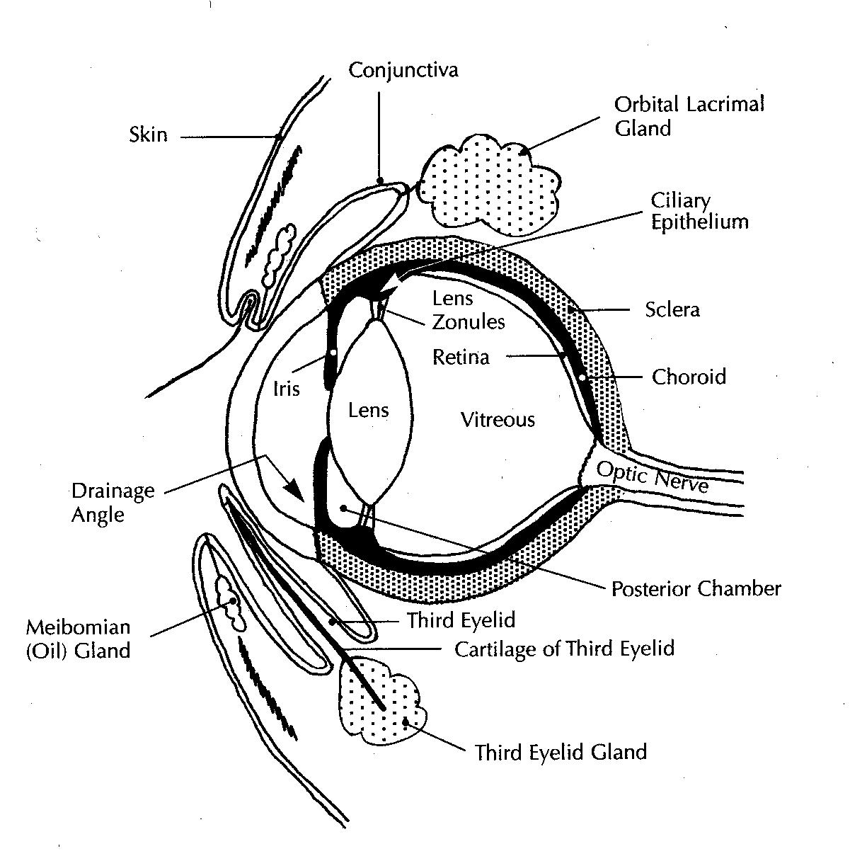 Diagram Of The Eye Eye Diagram Nw Horse Source