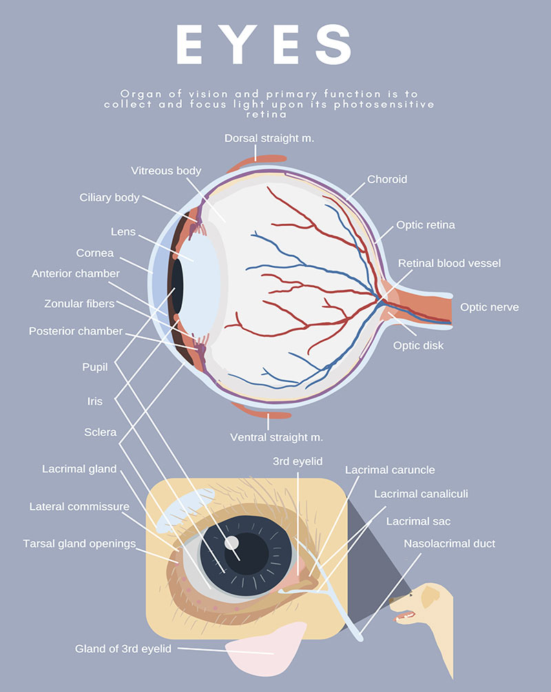 Diagram Of The Eye Feline Eye Anatomy Diagram Wiring Diagram Review