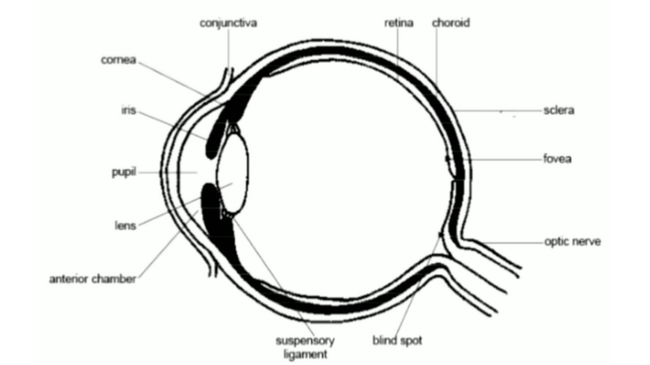 Diagram Of The Eye How To Draw Eye Diagram Structure Of Eyeeye Diagrameye Structure Drawinglabelled Eye Diagram