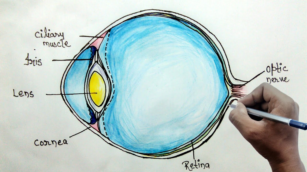 Diagram Of The Eye How To Draw Human Eye Diagram For Beginners