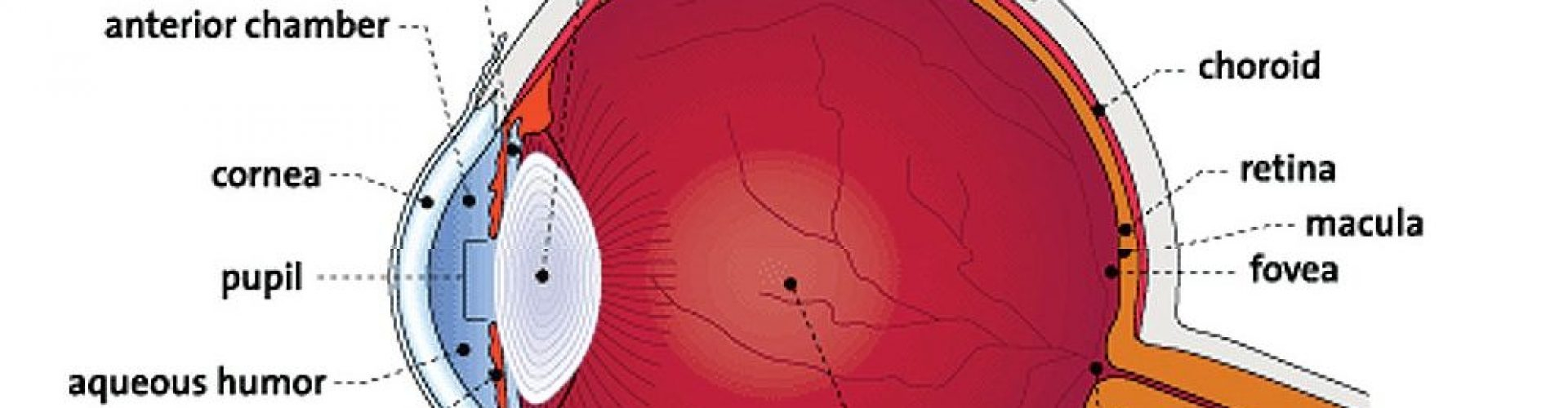 Diagram Of The Eye Palmetto Eye Laser Diagram Of The Eye Spartanburg Palmetto