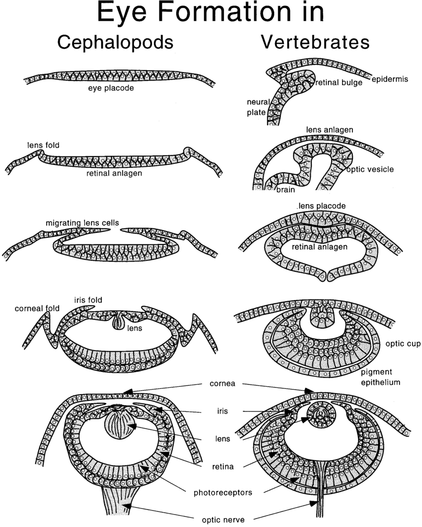 Diagram Of The Eye Schematic Diagram Of Cephalopod Eye Development Left And