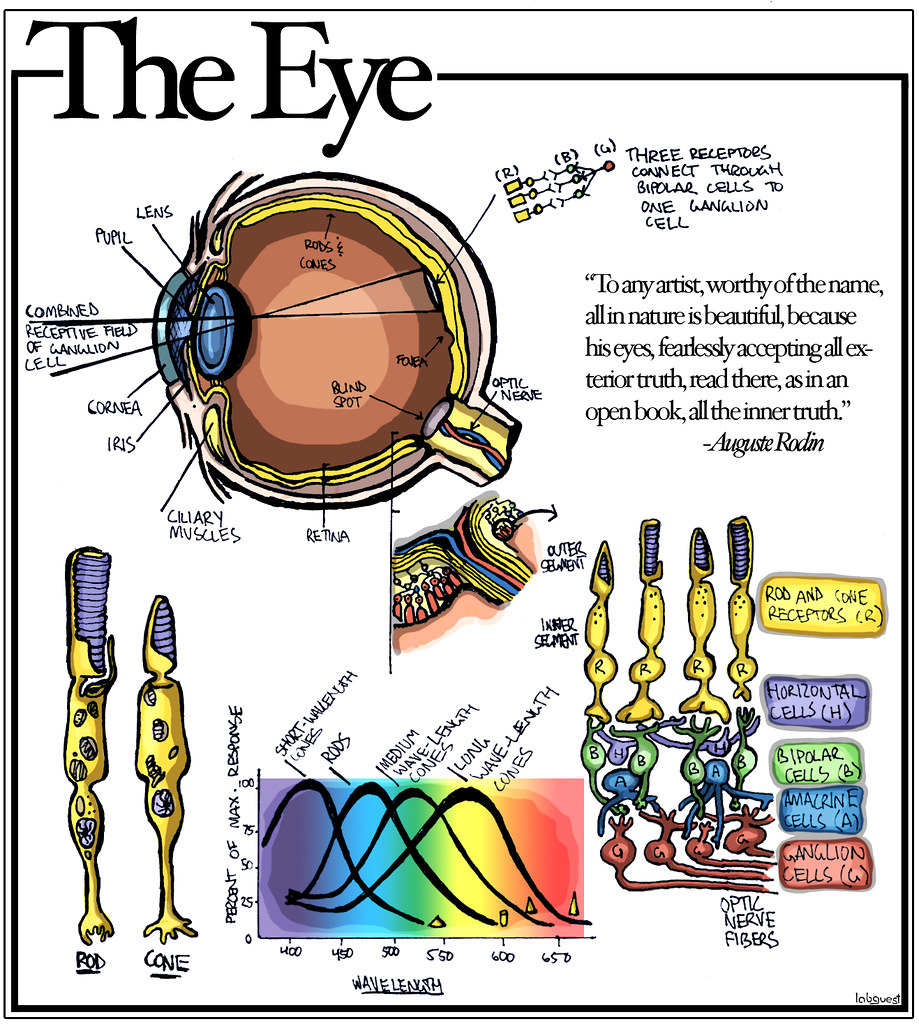 Diagram Of The Eye The Eye Diagram Of The Eye Rods Cones Different Types Of Flickr