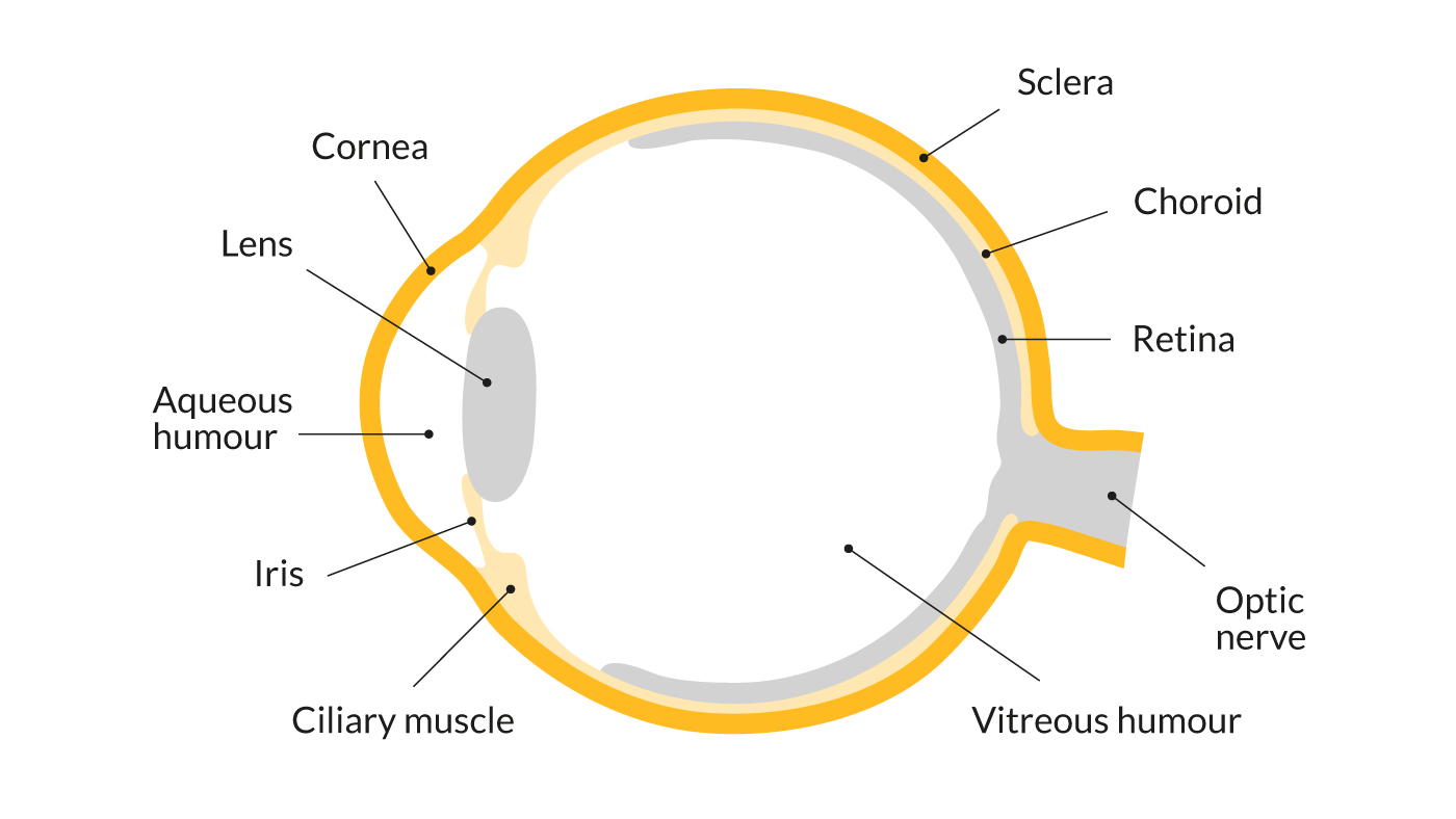 Diagram Of The Eye The Eyes Protecting Sight Sightsavers