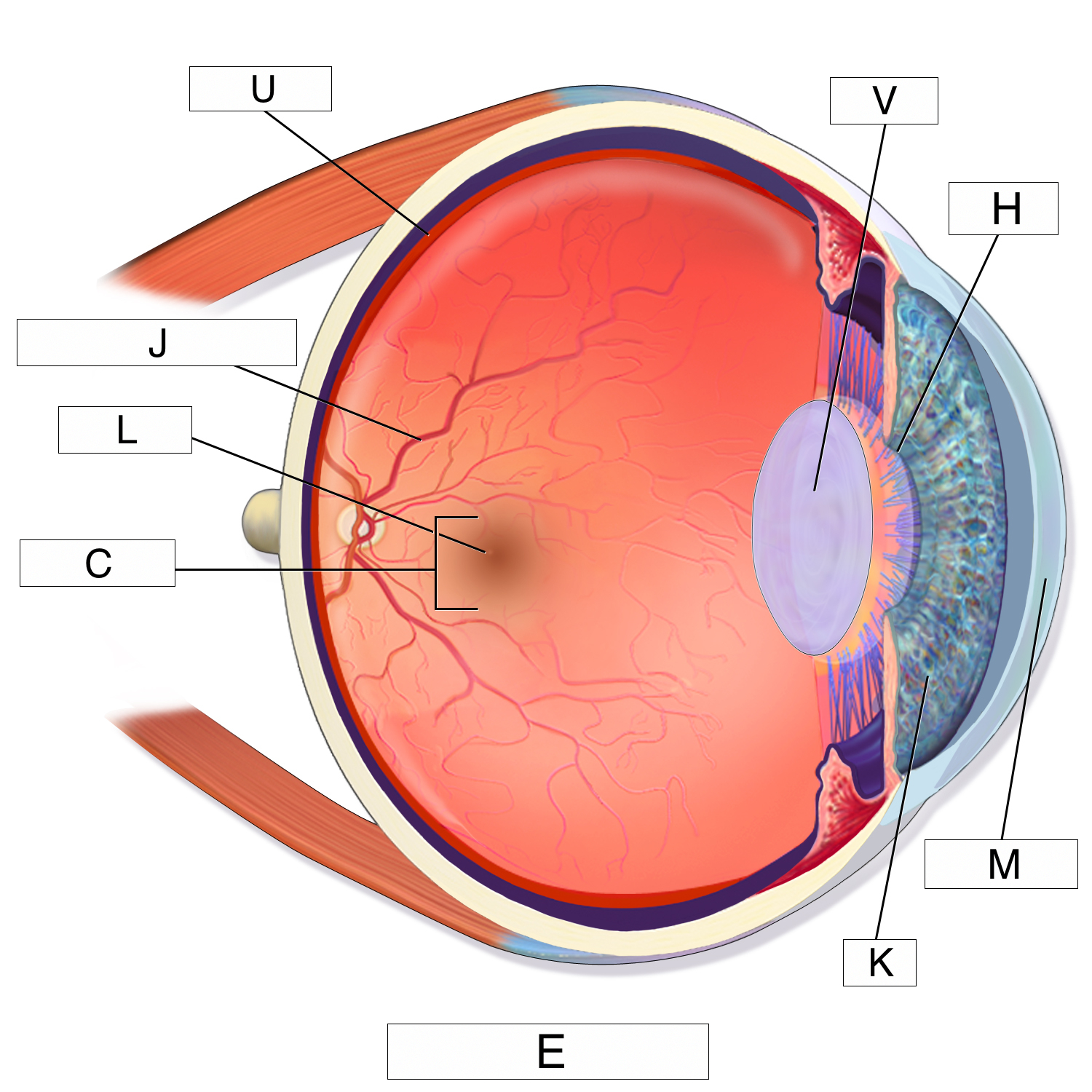 Diagram Of The Eye Vision And The Eye Lesson 1063 Tqa Explorer