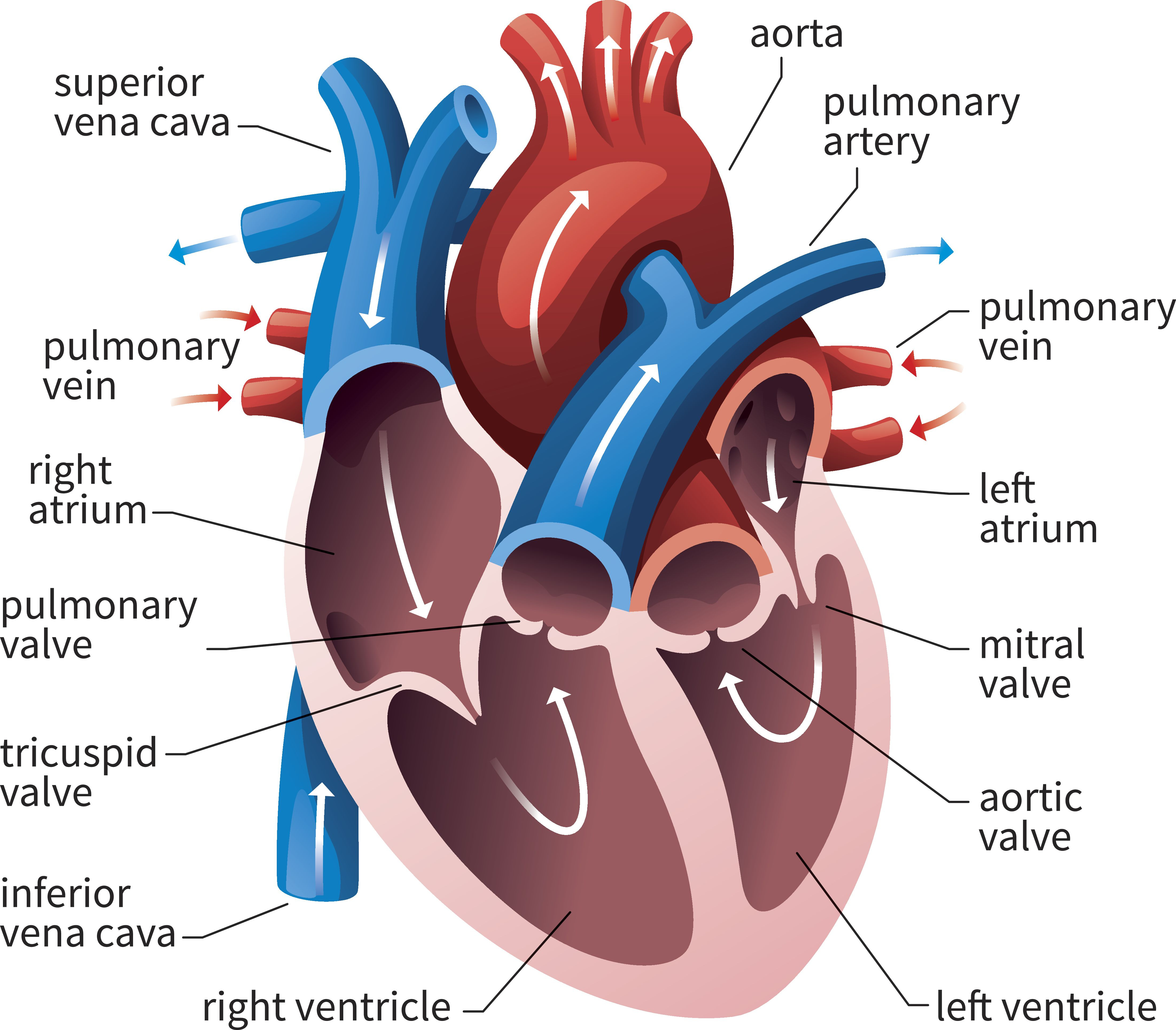 Diagram Of The Heart Av And Semilunar Heart Valves