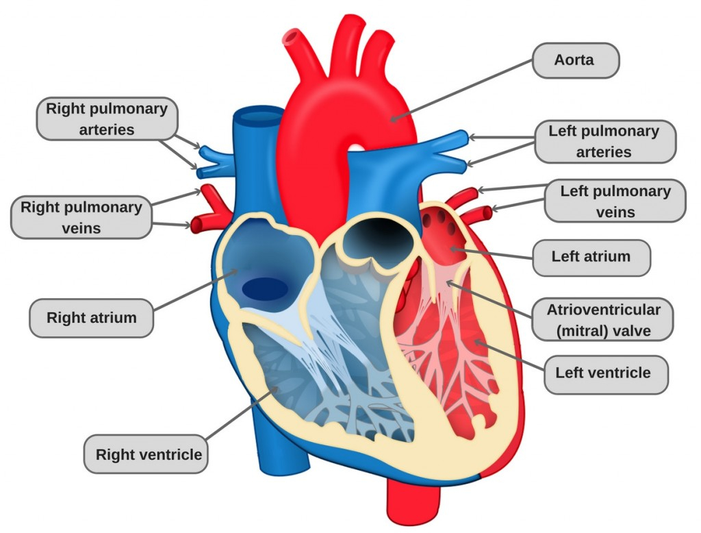 Diagram Of The Heart Circulatory System Definition Diagram And Functioning