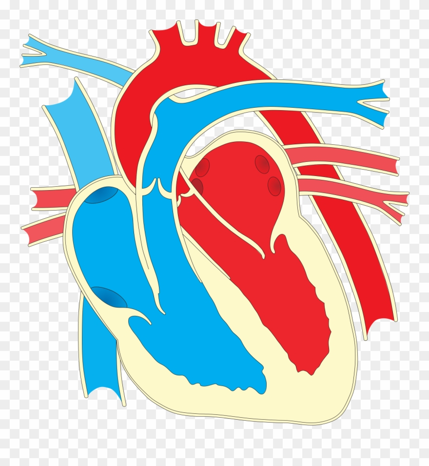 Diagram Of The Heart Clipart Heart Diagram 2 Rh Openclipart Org Heart Your Heart