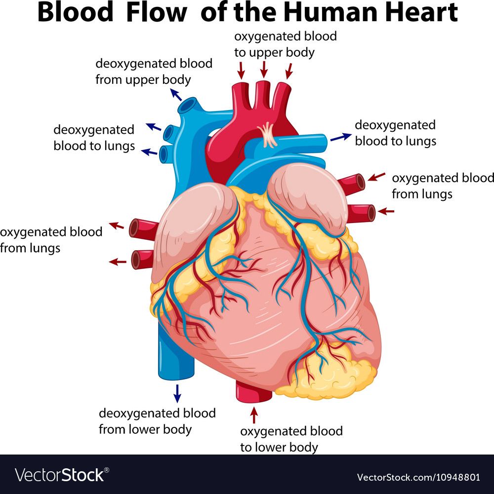 Diagram Of The Heart Diagram Showing Blood Flow In Human Heart