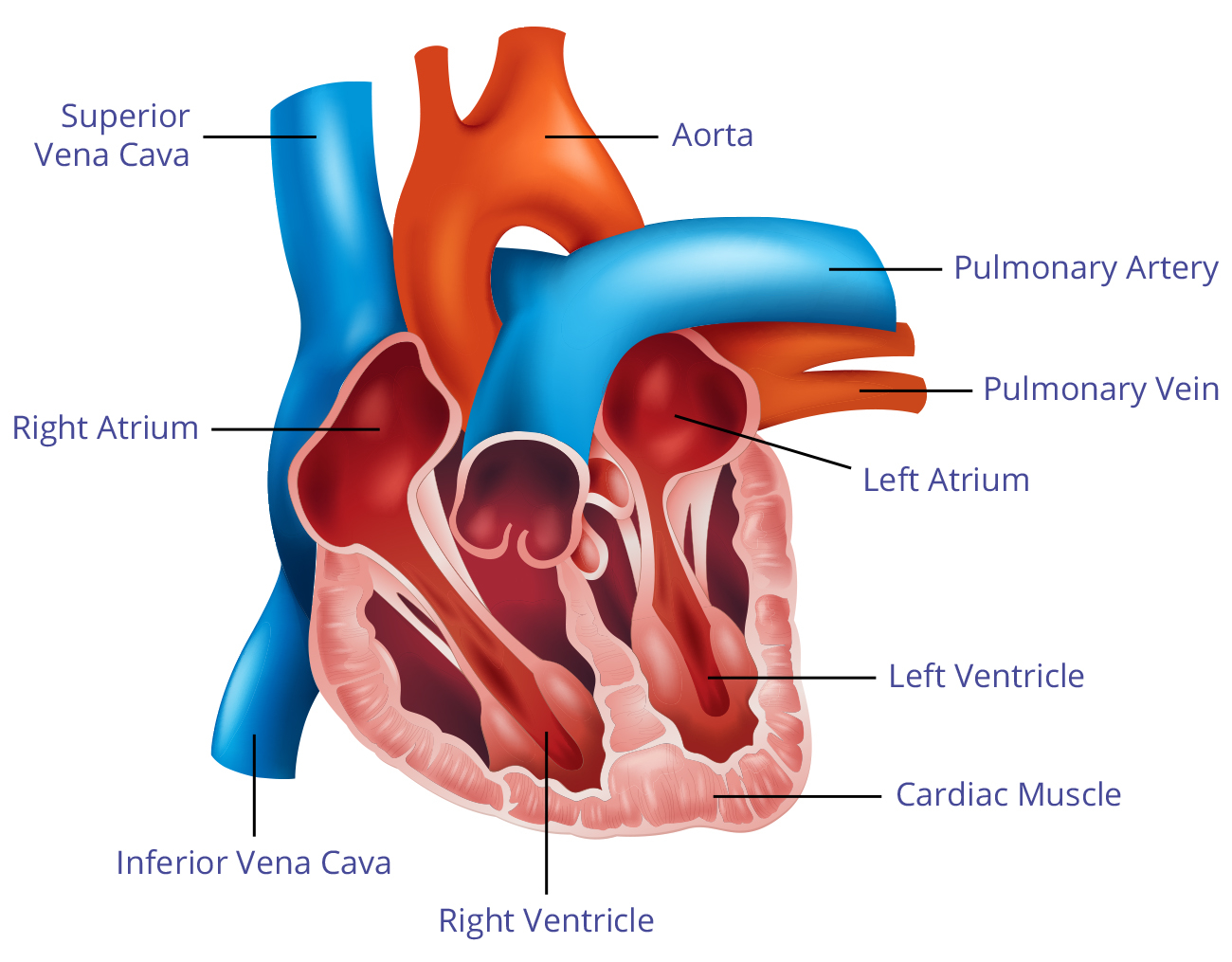 Diagram Of The Heart Heart Diagram Home Health Uk
