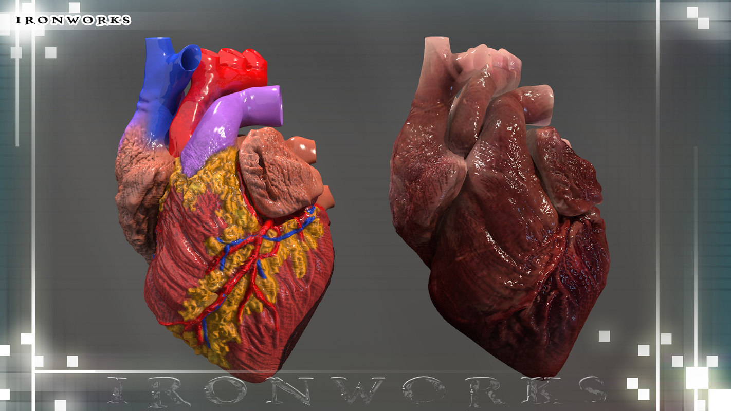 Diagram Of The Heart Heart Diagram