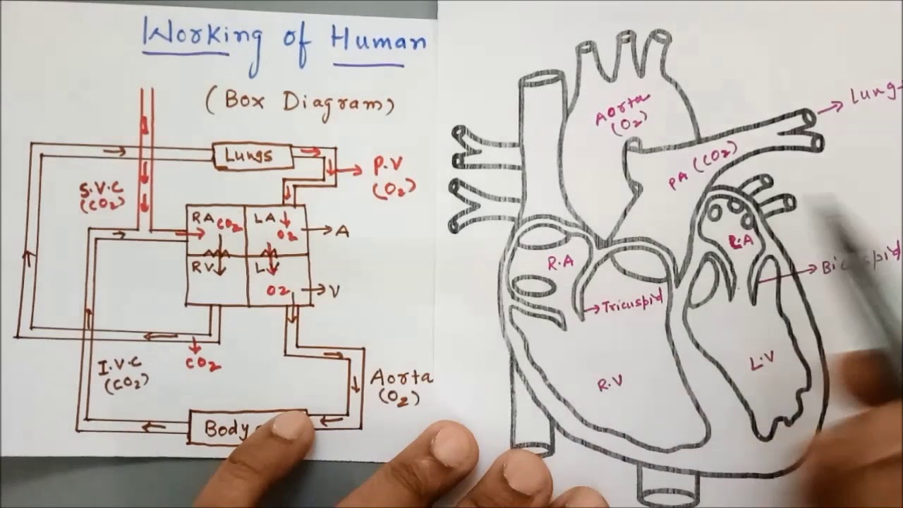 Diagram Of The Heart Human Heart Box Diagram Vs Real Heart Diagram