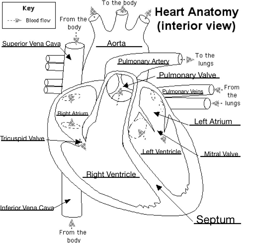 Diagram Of The Heart Labeled Heart Diagram Carreon Human Body