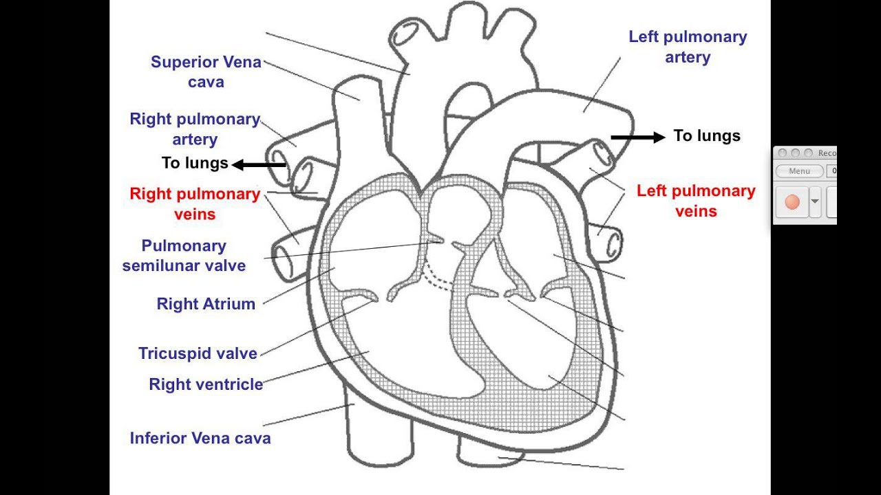 Diagram Of The Heart Video 1 Cardiovascular Heart Diagram
