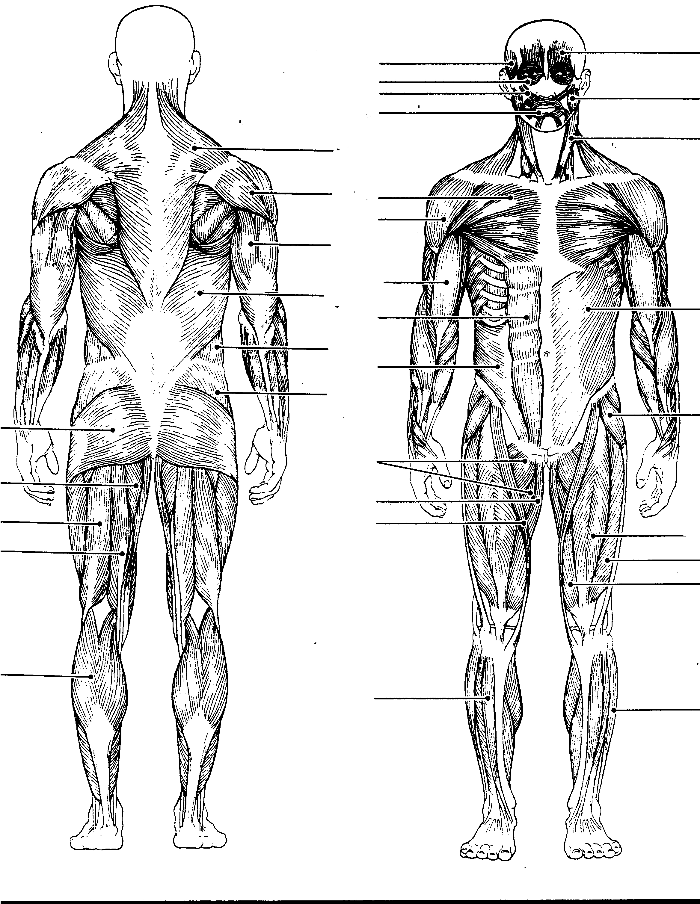 Diagram Of The Human Body Blank Human Body Diagram 860 Clip Art Library