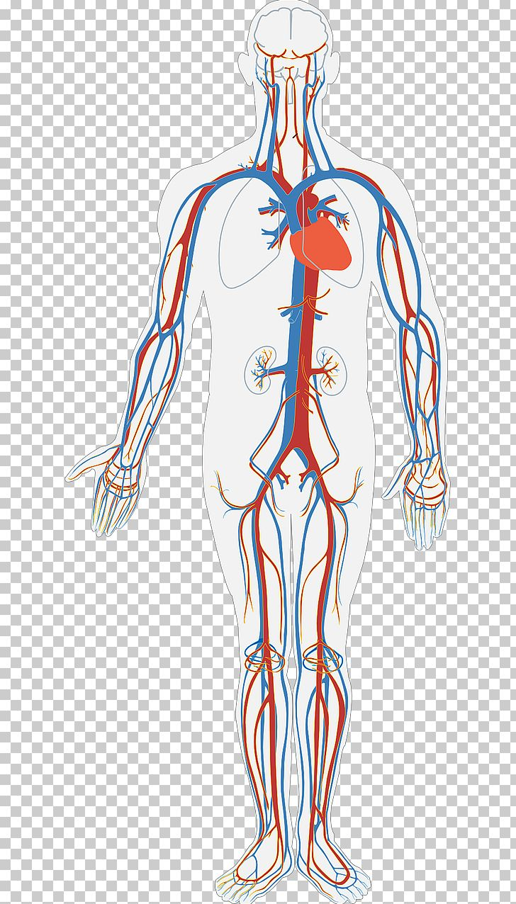 Diagram Of The Human Body Circulatory System Diagram Human Body Anatomy Organ System Png