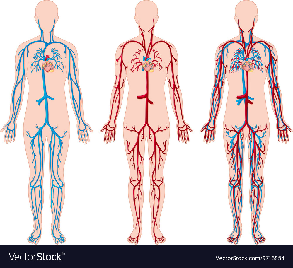Diagram Of The Human Body Diagram Of Blood Vessels In Human Body Wiring Diagram Review