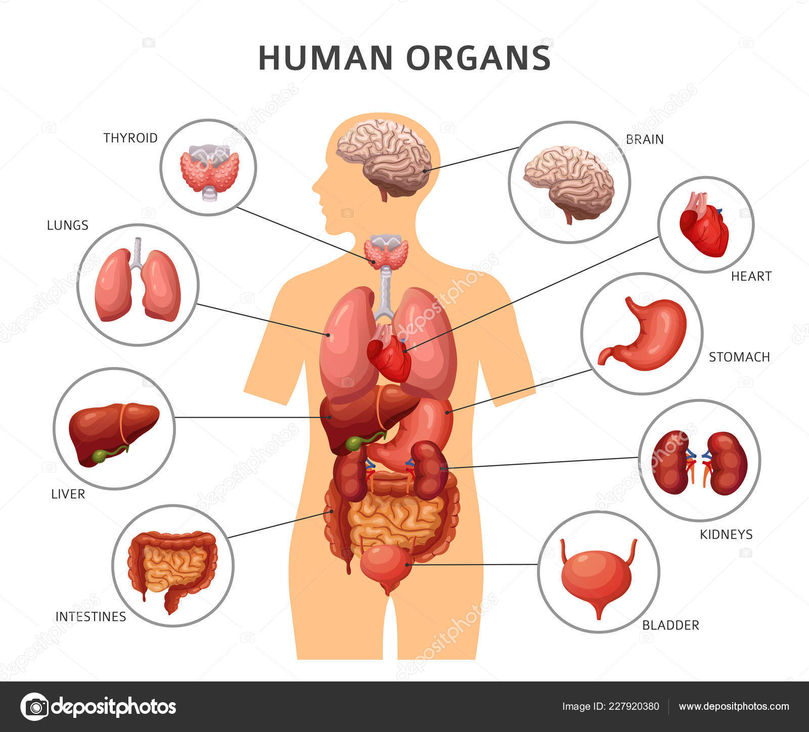 Diagram Of The Human Body Diagram Of Body Liver Wiring Diagram Srconds