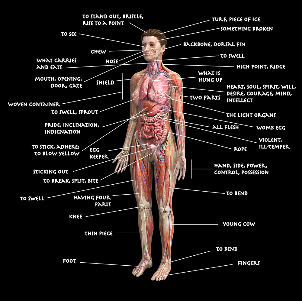 Diagram Of The Human Body Diagram Of The Human Body Using Etymologies