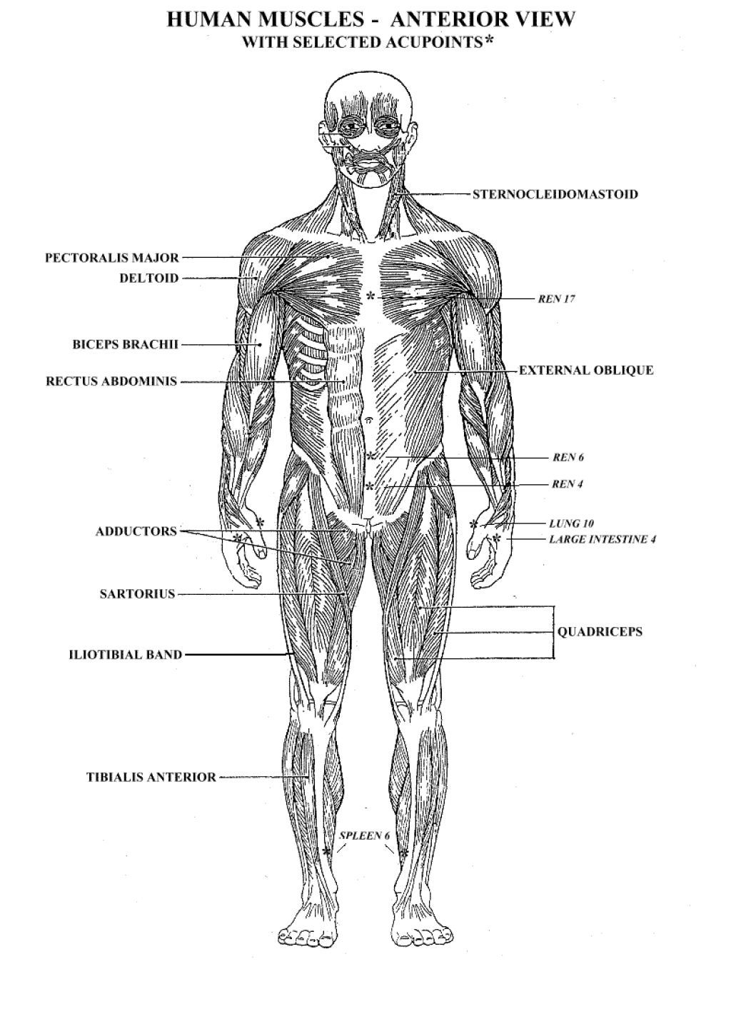 Diagram Of The Human Body Human Body Diagram Blank Anatomy Picture Anatomy Human Body