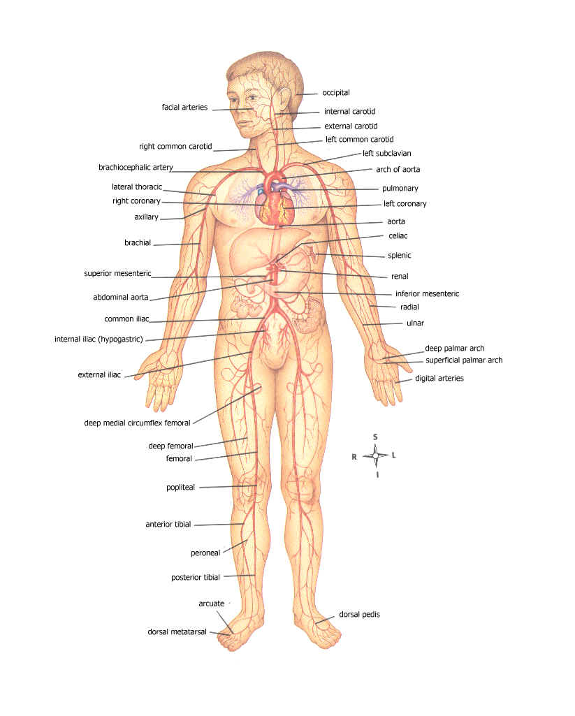 Diagram Of The Human Body Human Body Diagram Unmasa Dalha