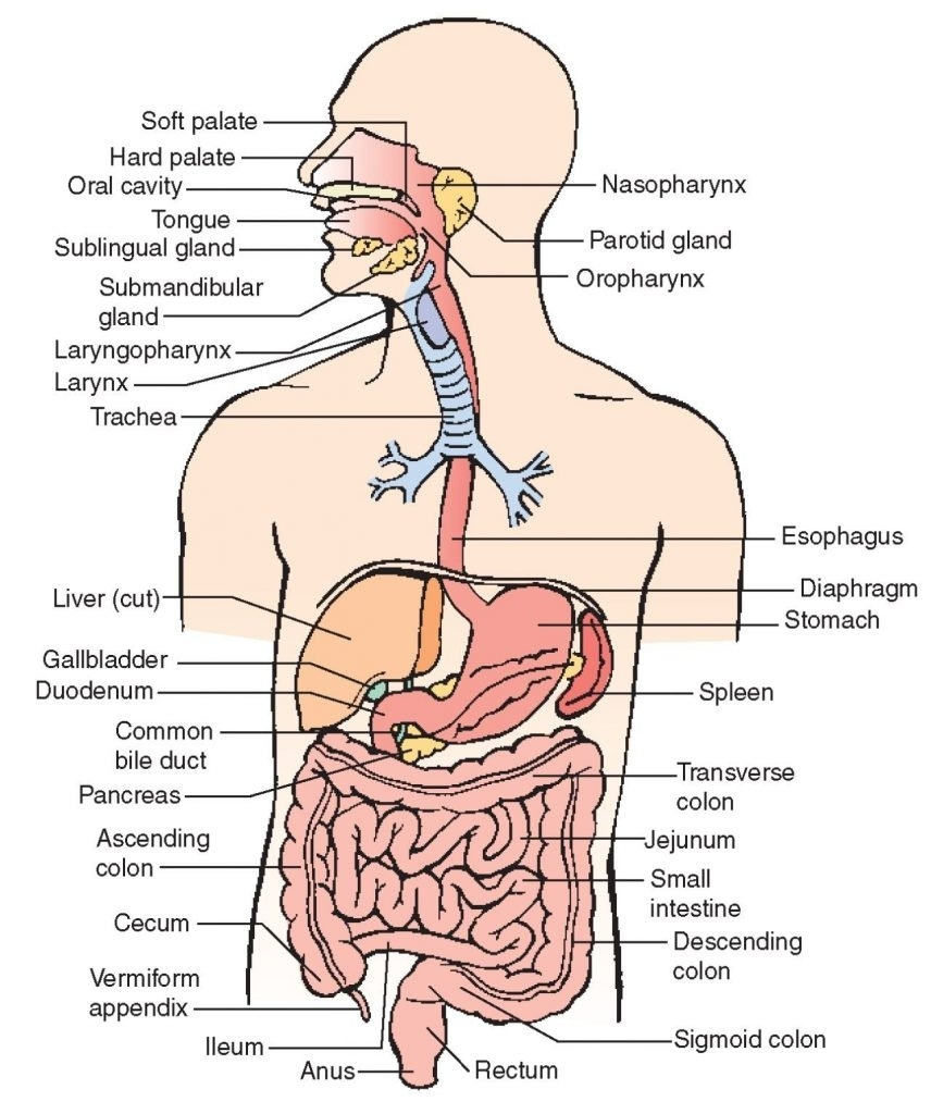 Diagram Of The Human Body Human Body Diagram