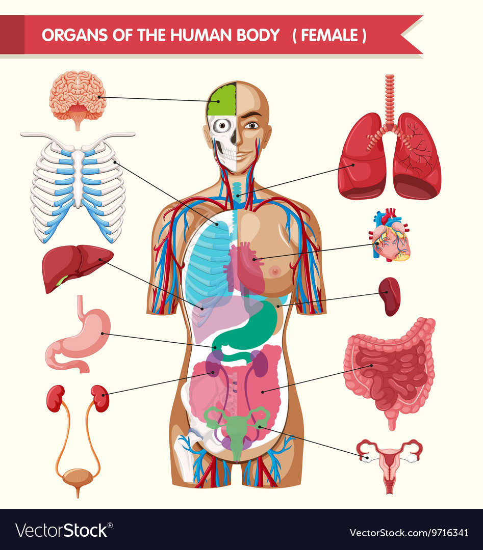 Diagram Of The Human Body Organs Of The Human Body Diagram