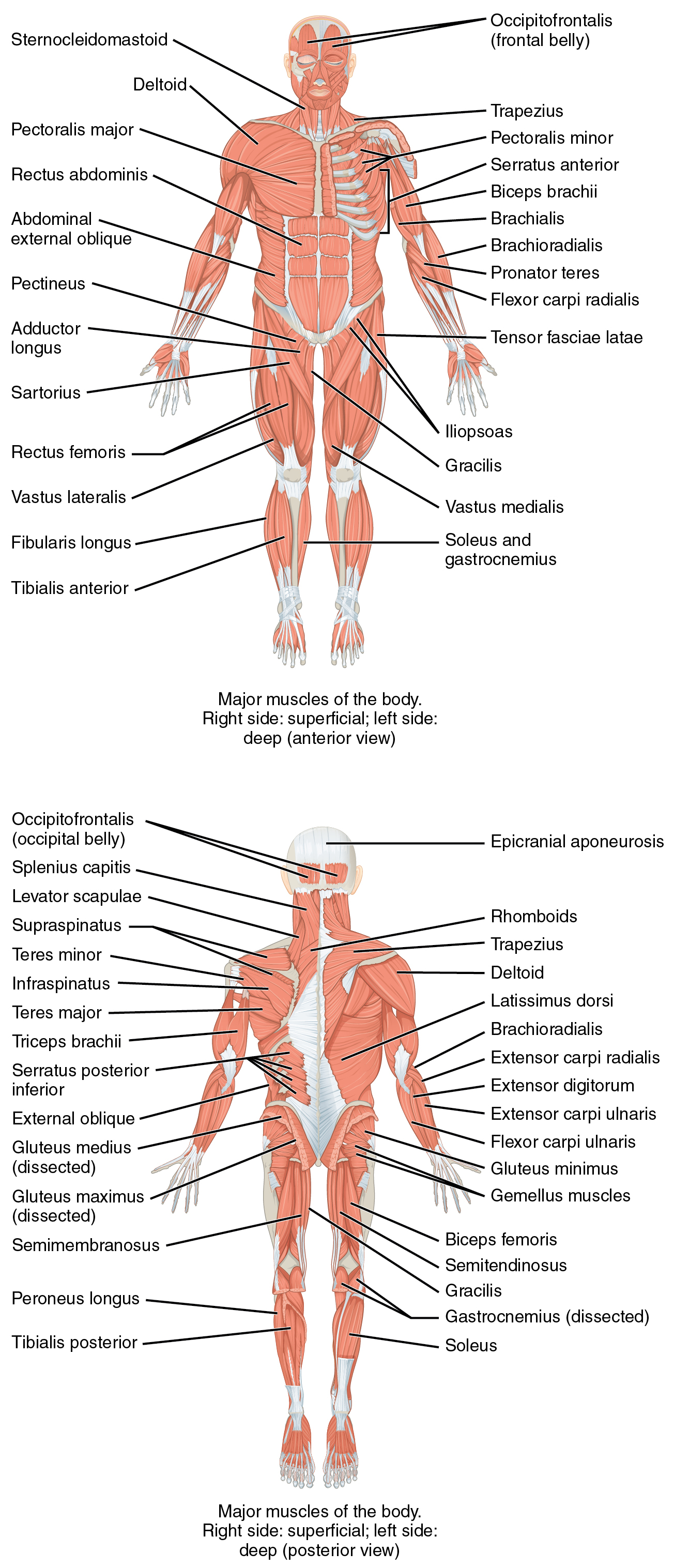 Diagram Of The Human Body The Human Body Diagram 59 The Human Body Diagram Wiring Diagram Img