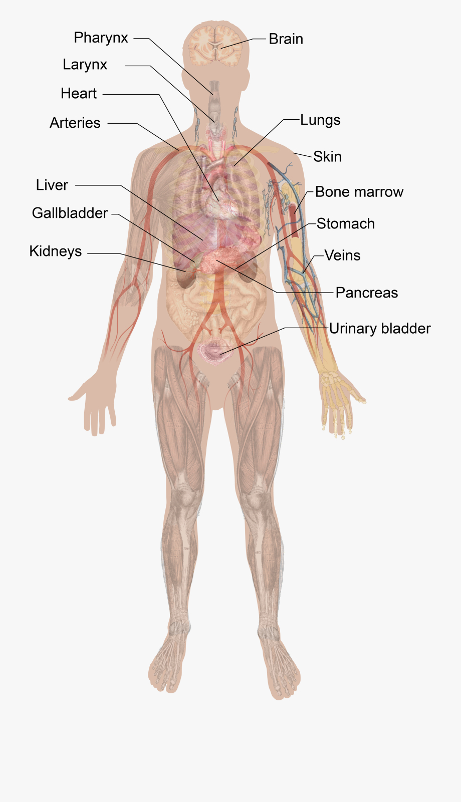 Diagram Of The Human Body Transparent Muscles Body Diagram Human Biology And Anatomy