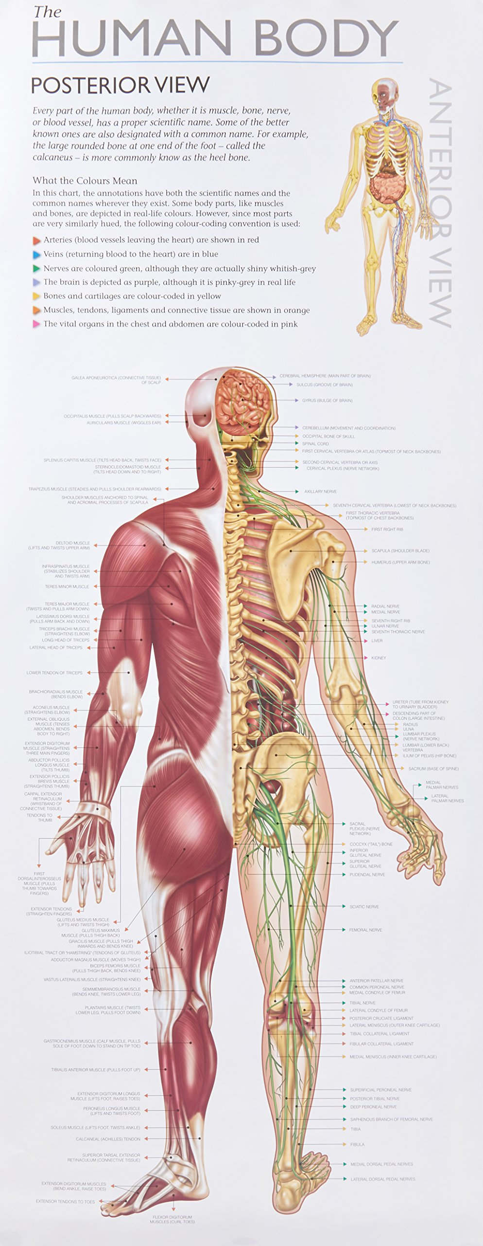 Diagram Of The Human Body W0l Wall Chart Human Body