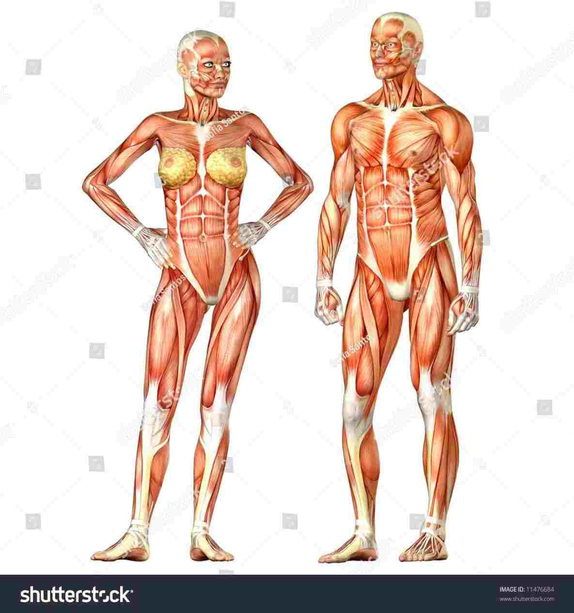 Diagram Of The Human Body Woman Human Body Diagram Diagram Anatomy Body