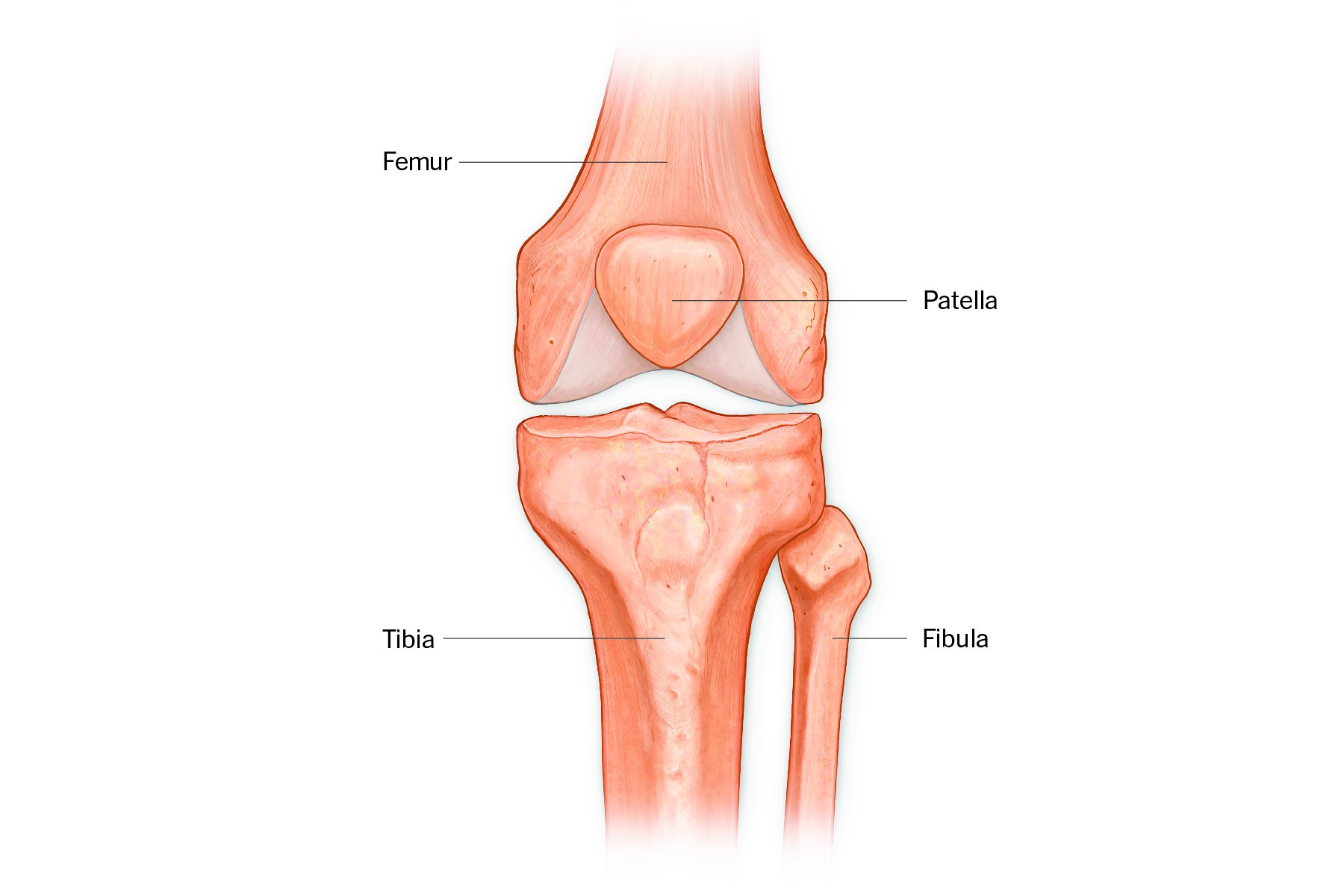 Diagram Of The Knee A Guide To Your Knees Well Guides The New York Times