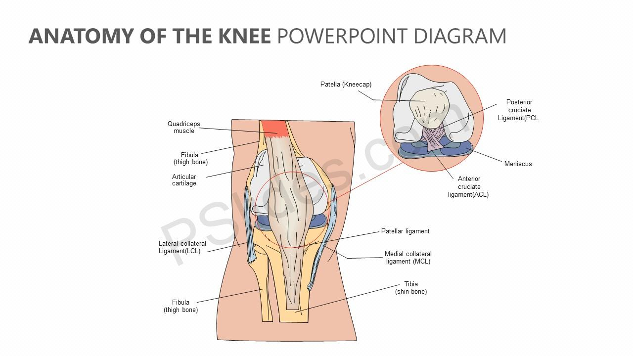 Diagram Of The Knee Anatomy Of The Knee Powerpoint Diagram Pslides