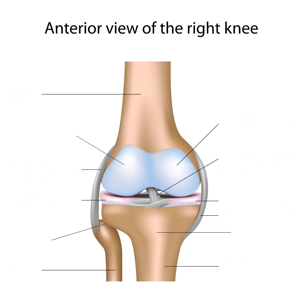 Diagram Of The Knee Anterior View Of The Knee Diagram Quizlet