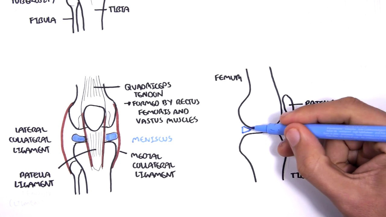 Diagram Of The Knee Clinical Anatomy Knee
