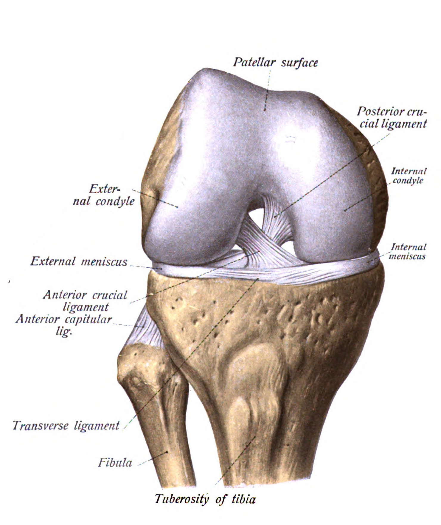 Diagram Of The Knee Do I Need Knee Surgery Combat Sports Clinic