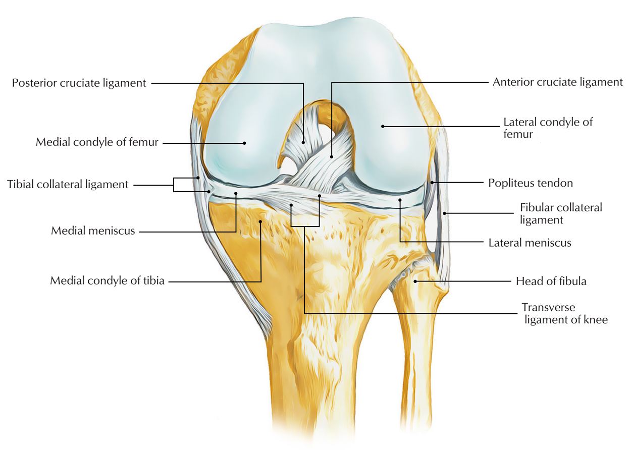 Diagram Of The Knee Easy Notes On Ligaments Of The Knee Jointlearn In Just 3 Minutes