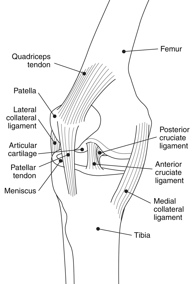 Diagram Of The Knee Knee Diagram Medicalanatomyjointskneediagramhtml