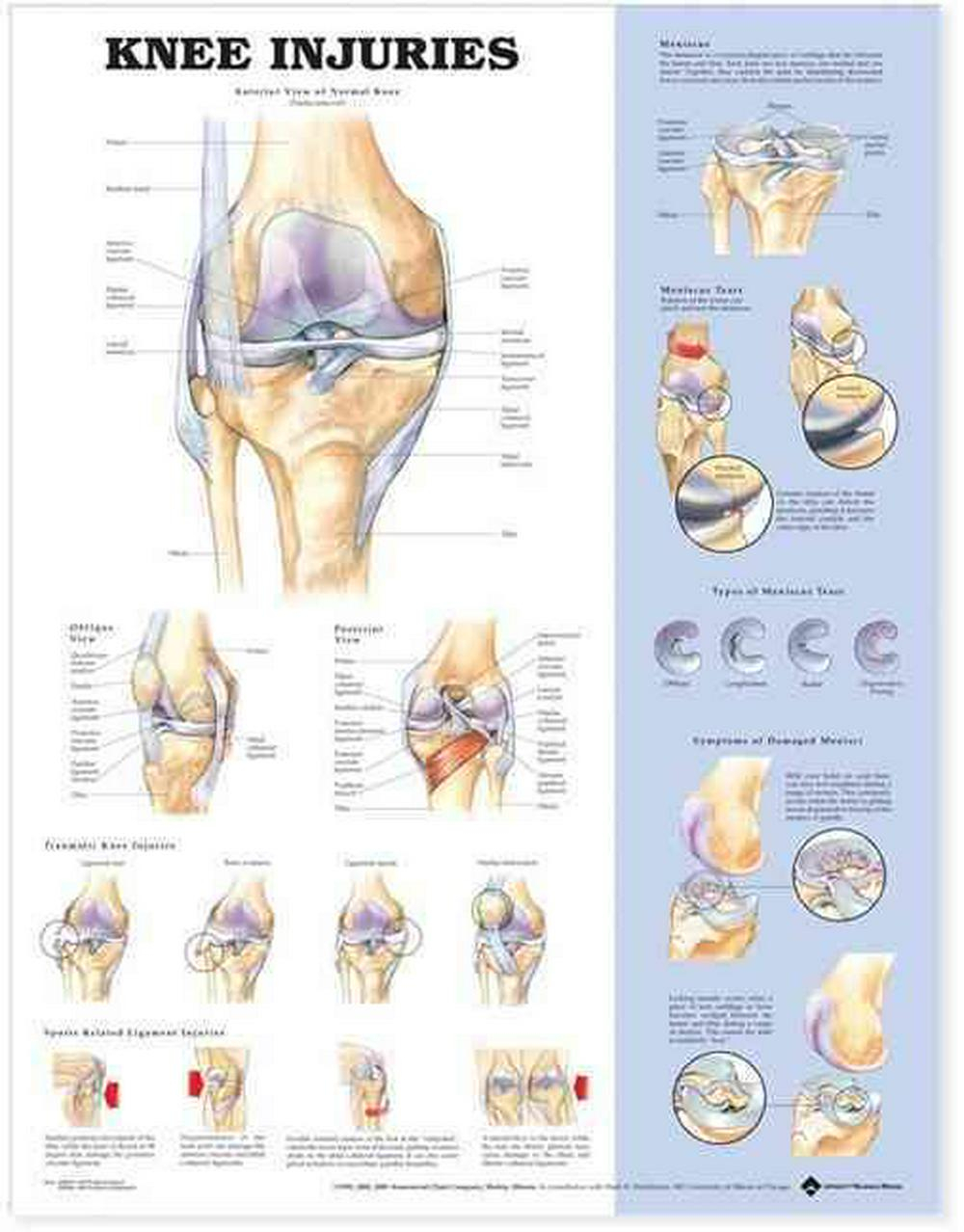 Diagram Of The Knee Knee Injuries Anatomical Chart