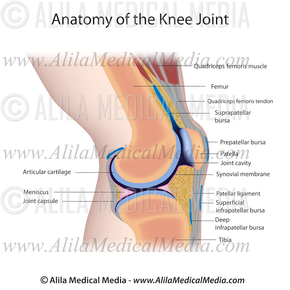 Diagram Of The Knee Knee Joint Alila Medical Images