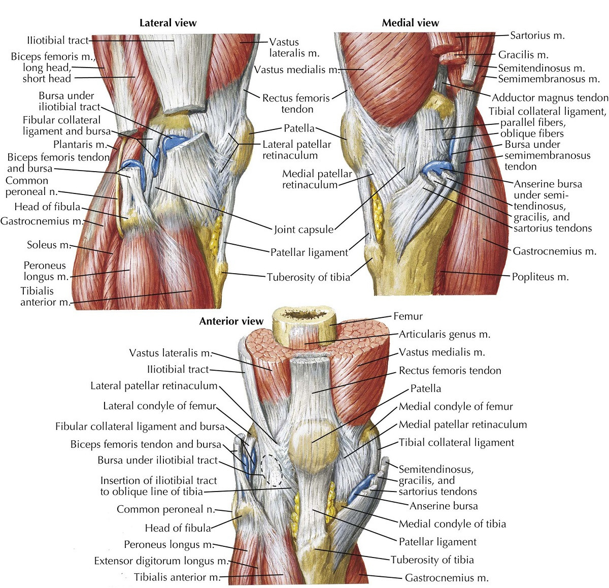 Diagram Of The Knee Knee Joint Structure Diagram Knee Cap Bone Diagram Parts The Knee