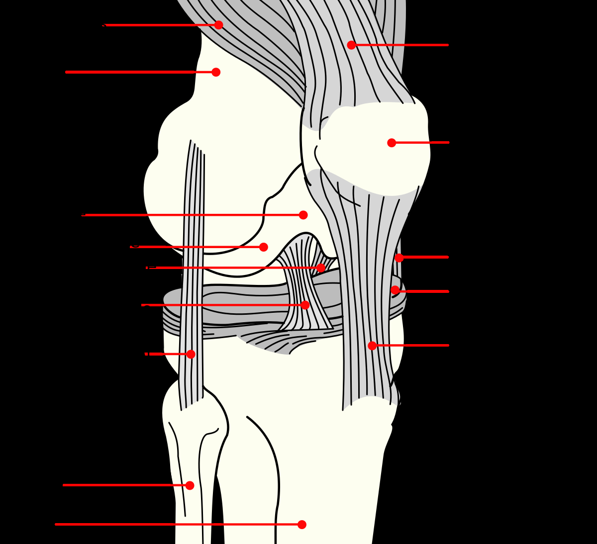 Diagram Of The Knee Patella Wikipedia