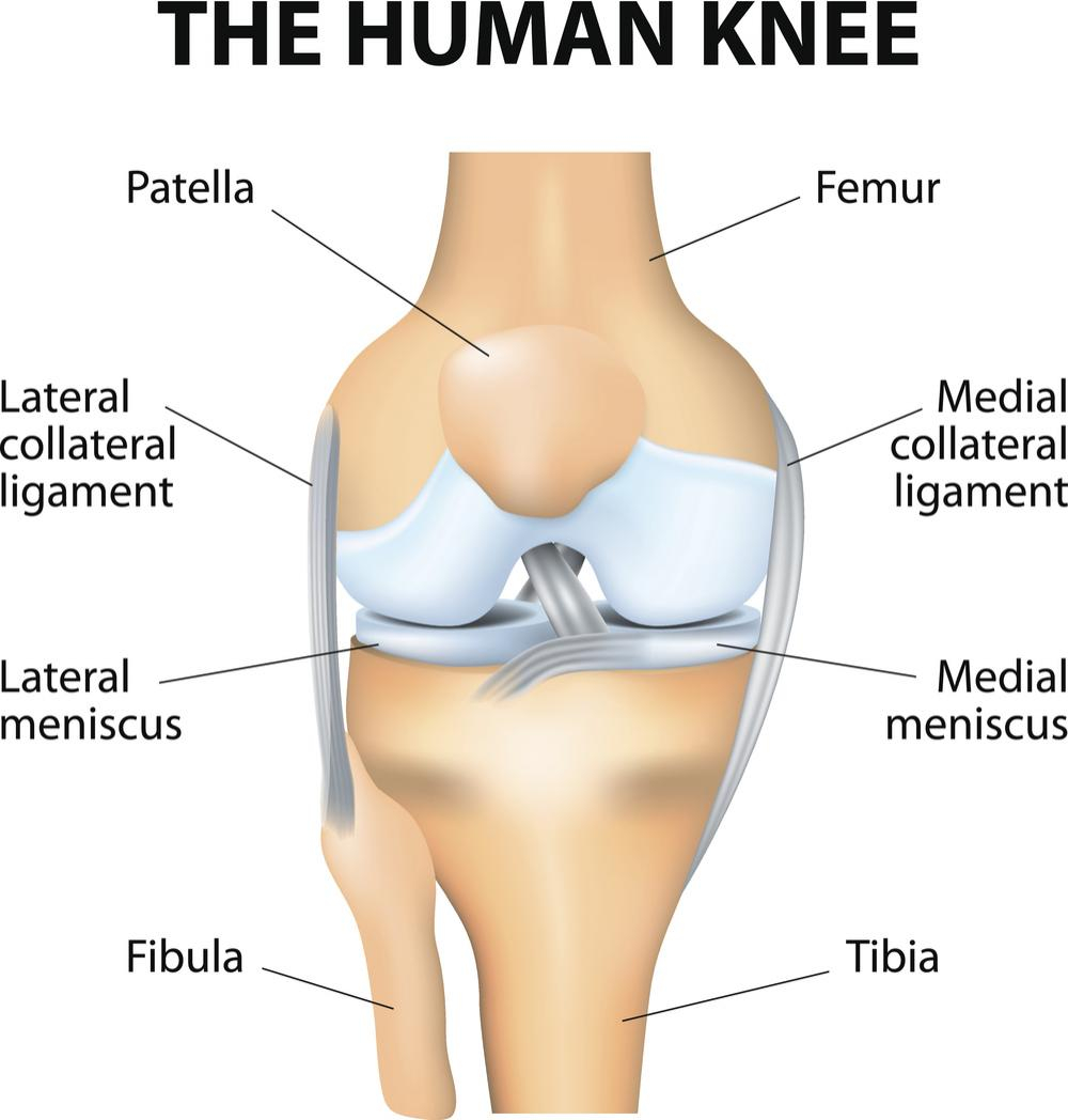 Diagram Of The Knee The Knee Anatomy Injuries Treatment And Rehabilitation