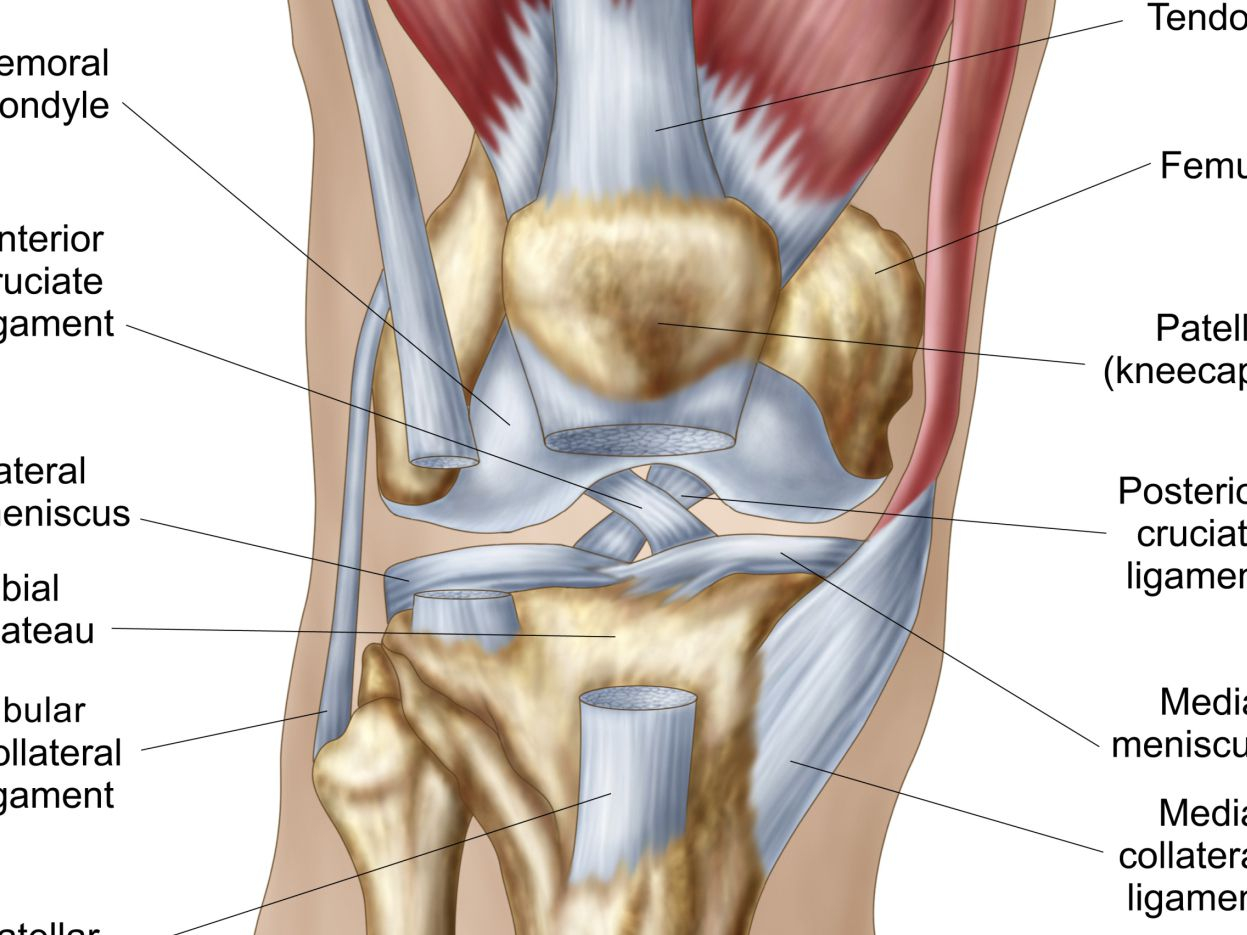 Diagram Of The Knee What Is Causing Your Knee Pain