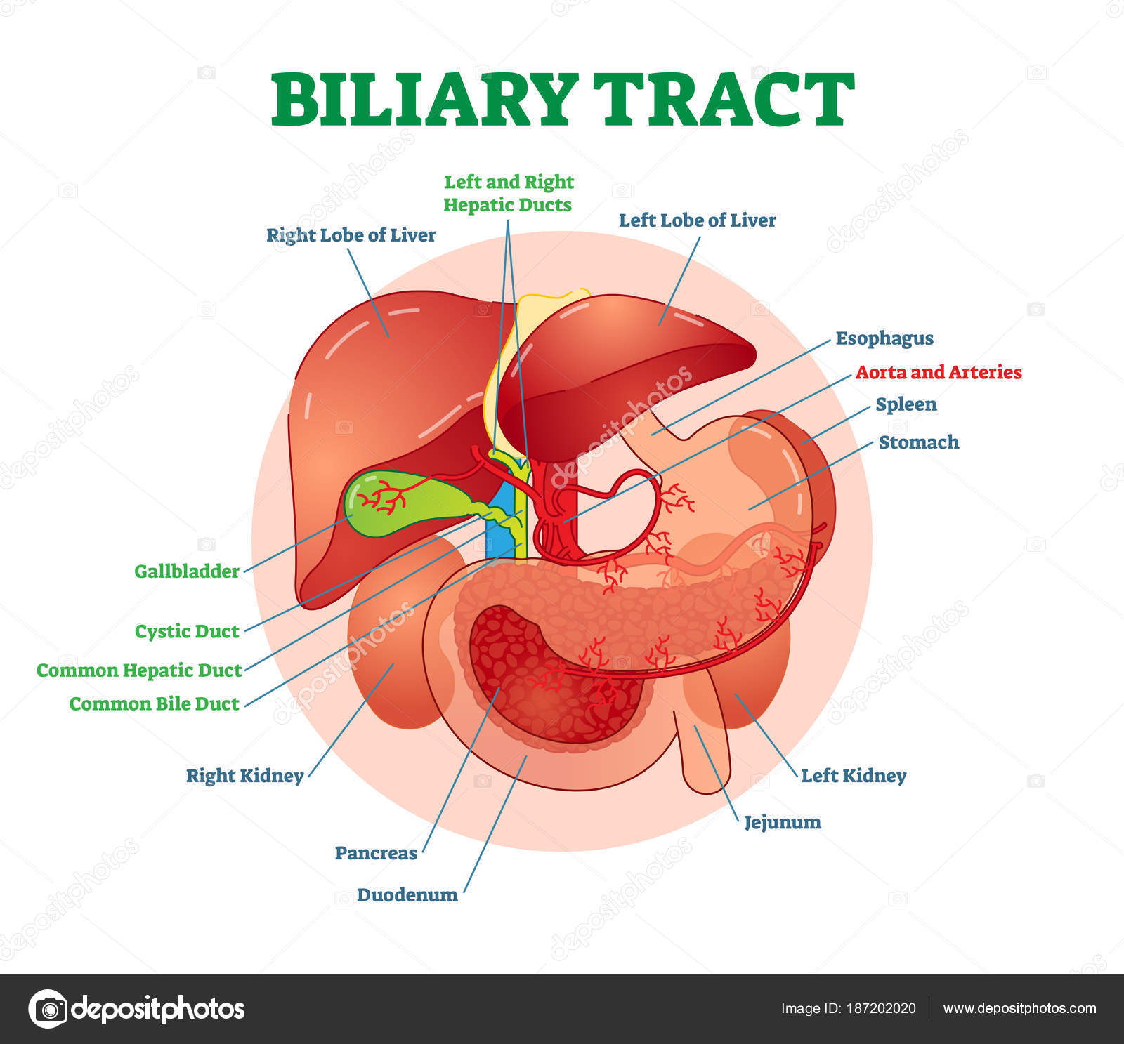 Diagram Of The Liver Biliary Tract Medical Vector Illustration System Diagram With