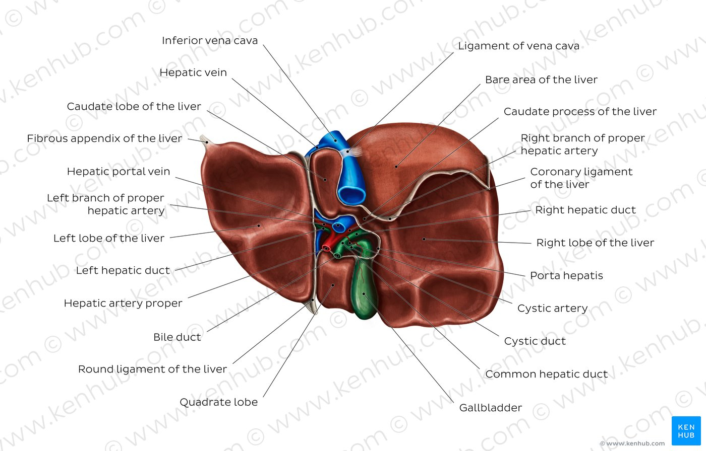 Diagram Of The Liver Diagram Pictures Inferior View Of The Liver Anatomy Kenhub