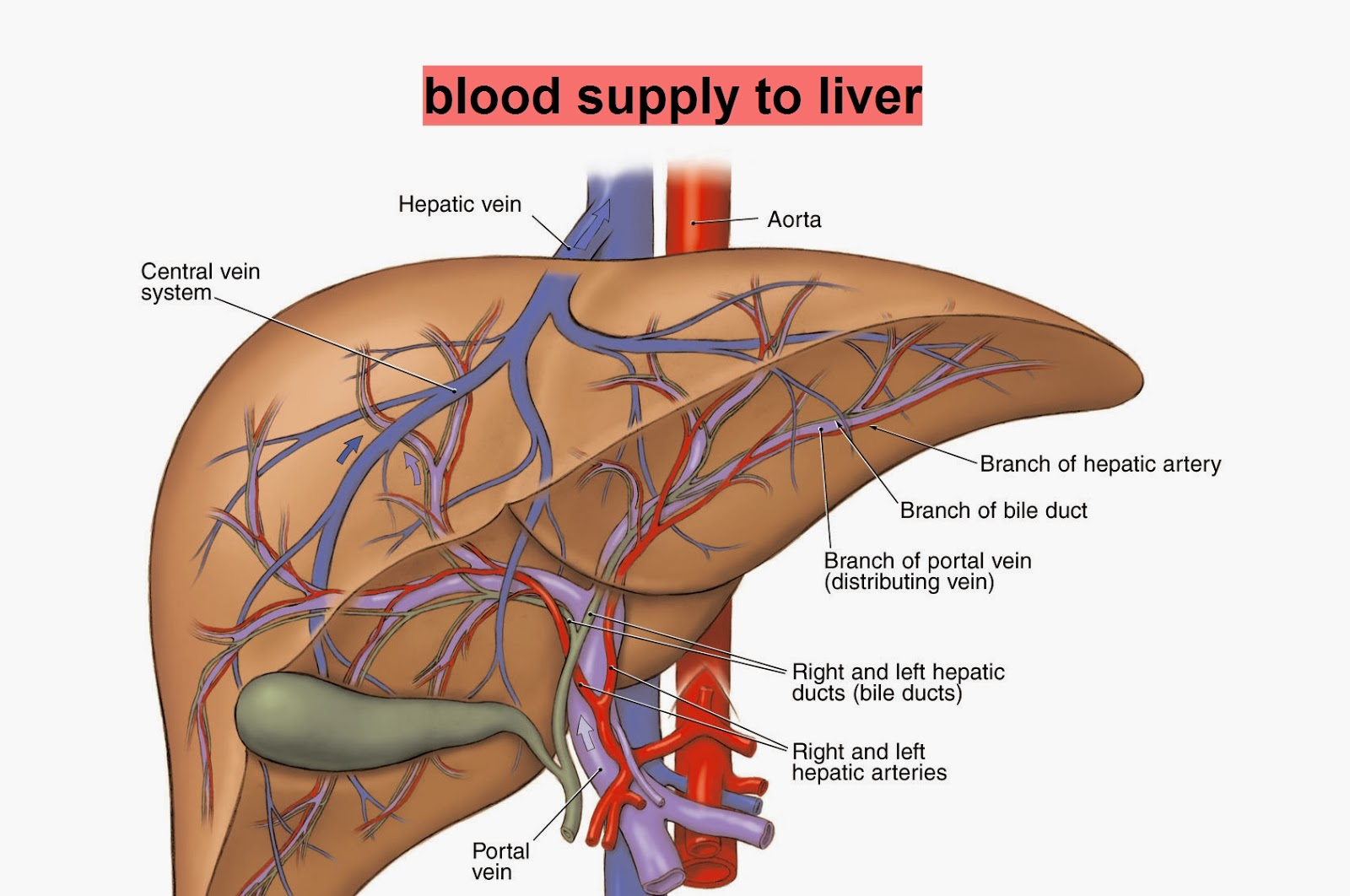 Diagram Of The Liver Diagrams Human Liver Blood Supply